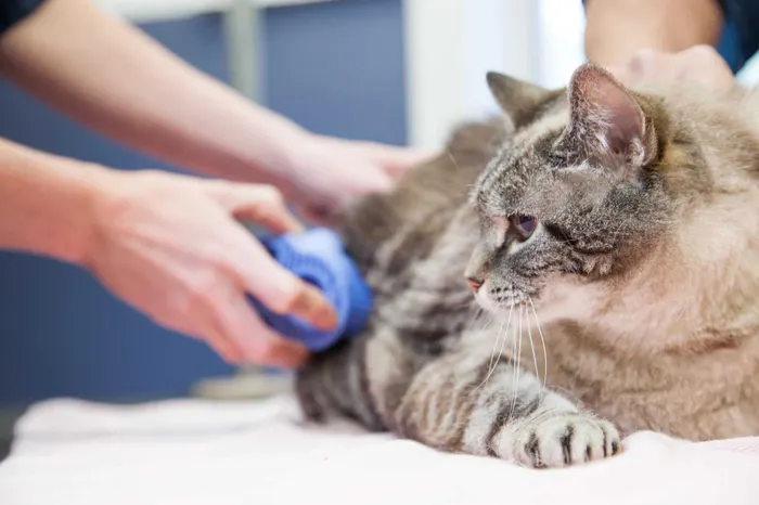 Cat brushing and coat care