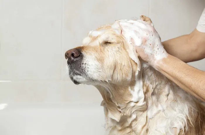Dog bath