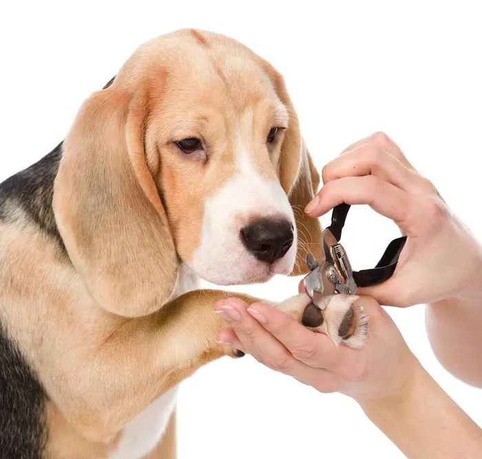 Dog nail trimming